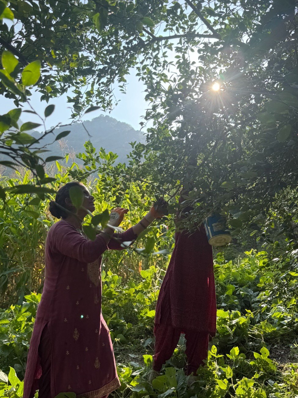 Planting & Orchard Growth