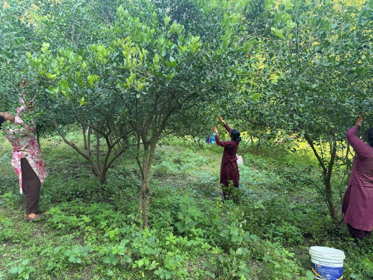 Acclimatized Lemon Sapling Selection
